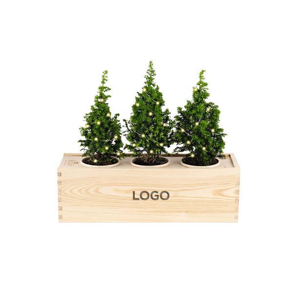 Een eco-vriendelijk kerstboompje voor de ultieme kerstbeleving