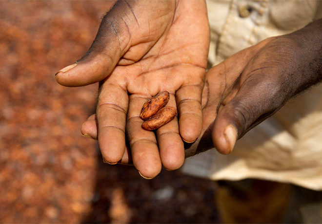 Lage voorraden cacao