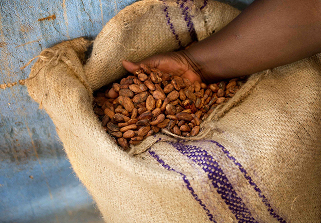 Cacao oogst al opgekocht