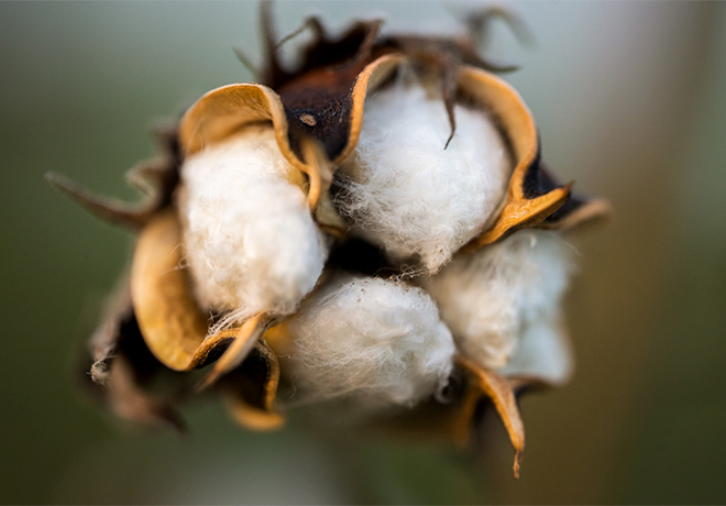 De kracht van our katoen